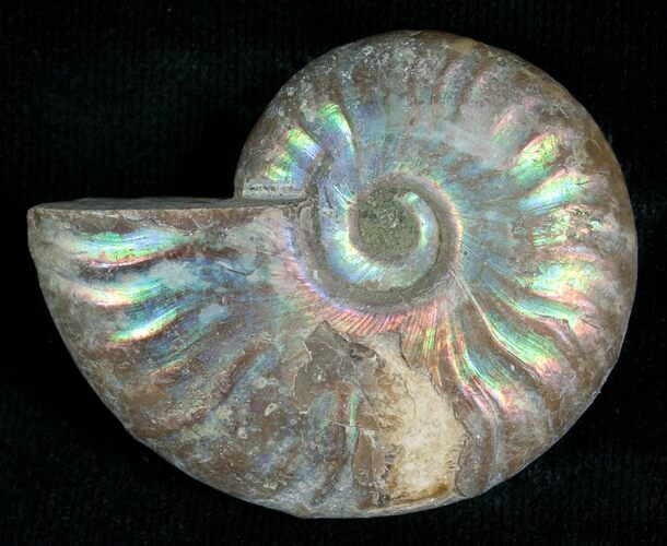 Silver Iridescent Ammonite - Madagascar #5344